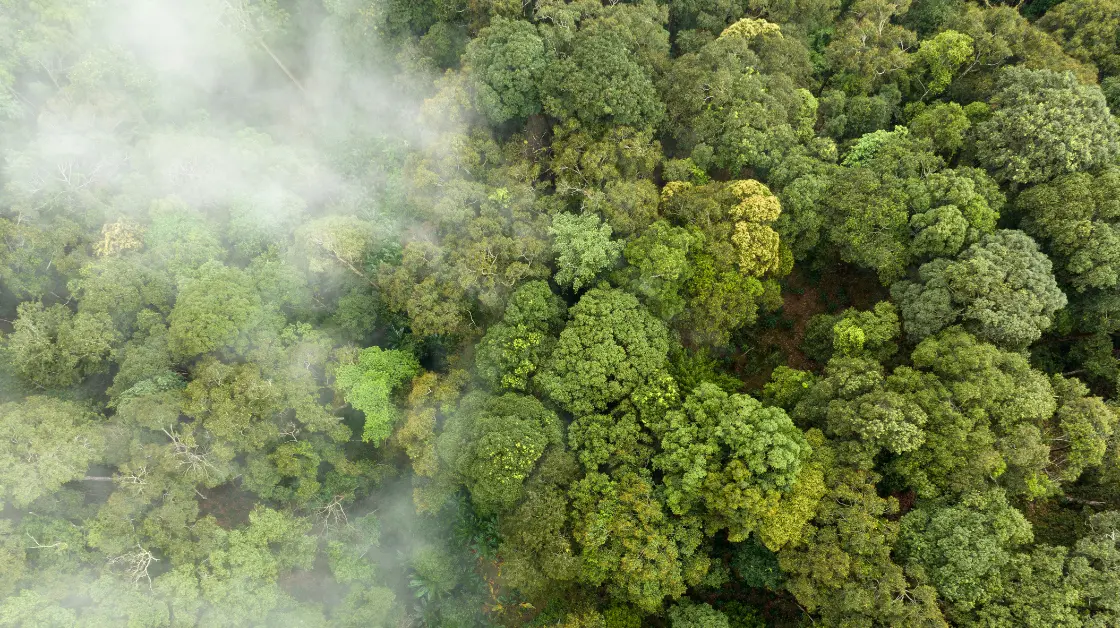 Forest overhead view with carbon emissions